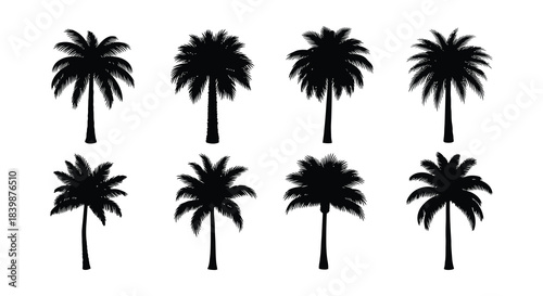 Silhouettes of lush palm trees showcase tropical vibes and natural beauty