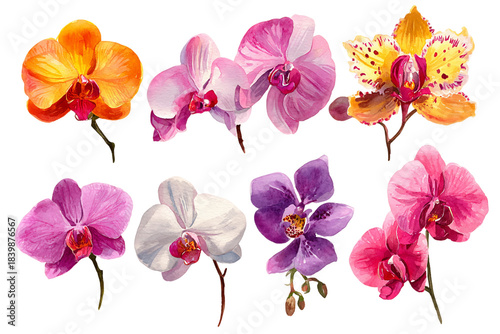 Watercolor Assortment of Vivid Orchid Flowers in Full Bloom Isolated on Transparent Background, PNG