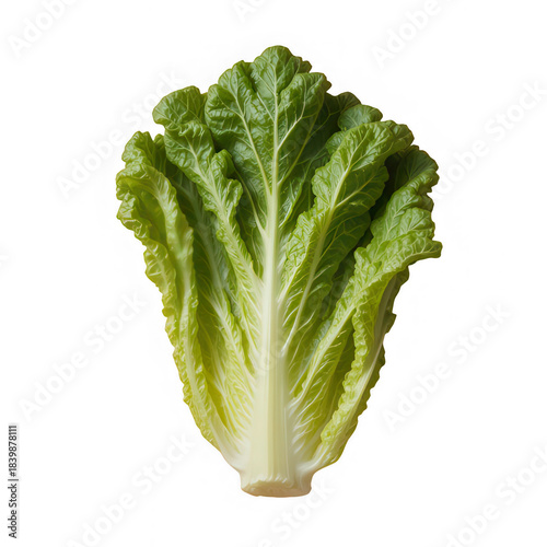 fresh lettuce isolated on white background