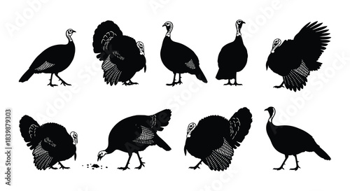 Black silhouette illustrations of turkeys in various poses and perspectives