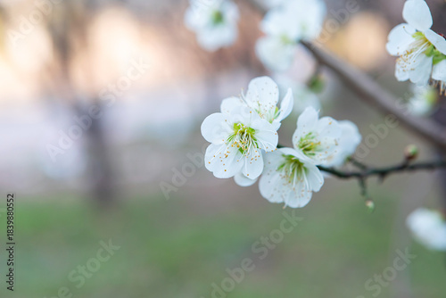 The Beauty of Spring Blossoms in Gentle Morning Light
