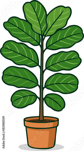 A vector illustration of a fiddle leaf fig plant
