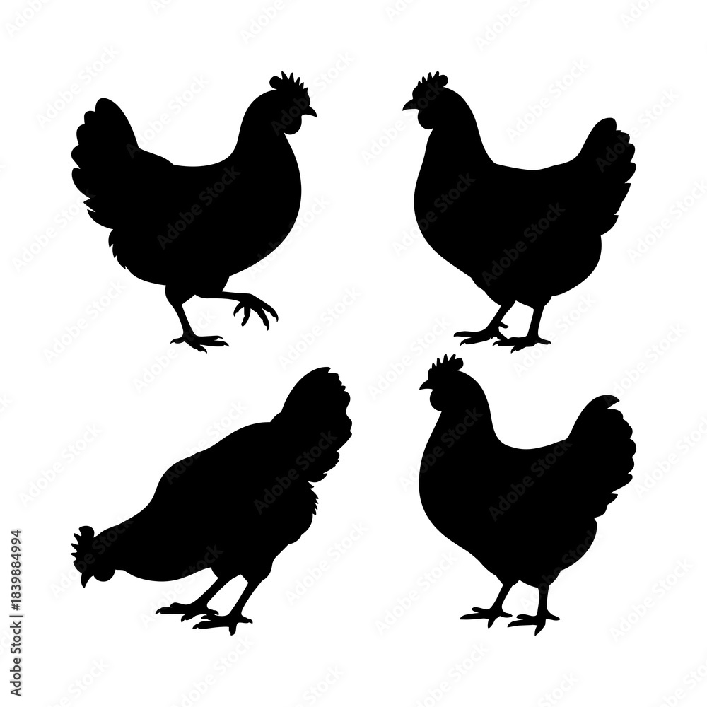 Fototapeta premium set of chicken silhouettes