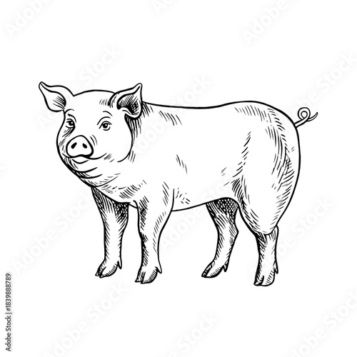 A pig standing in profile. Black and white vector illustration drawn by hand. Perfect for livestock farms or agricultural projects. Also suitable for labels, packaging, banners, and more.