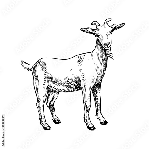 A goat standing in profile. Black and white vector illustration drawn by hand. Perfect for dairy farms or agricultural projects. Also suitable for labels, packaging, banners, and more.