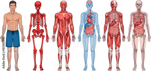 Detailed human anatomy illustration showing muscular system, skeletal system, circulatory organs, and full-body layers, ideal for medical education, biology diagrams, and scientific vector references