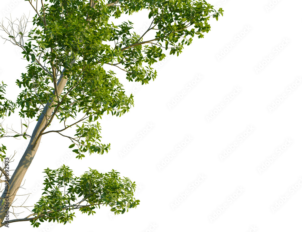 Fototapeta premium Elaeocarpus eumundi tree, corner view, cutout, transparent background, isolate, Lush green tree branches with leaves against a clear sky.
