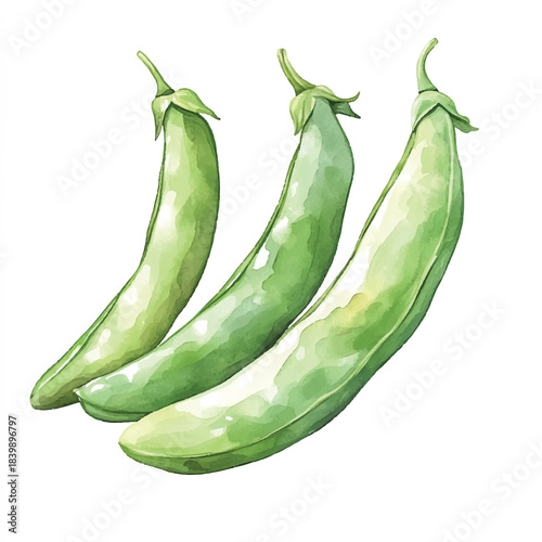 Three fresh green pea pods isolated on white background.
