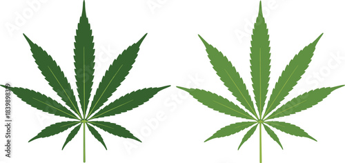 Two Green Cannabis Marijuana Leaves Side By Side With Detailed Veins leaf hemp