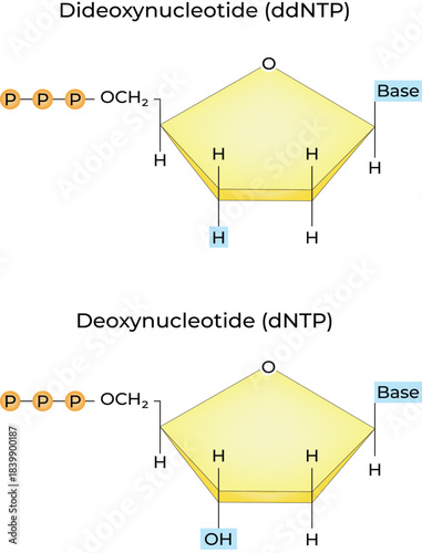 Dideoxynucleotide (ddNTP) and Deoxynucleotide (dNTP) Structural Comparison Vector Illustration