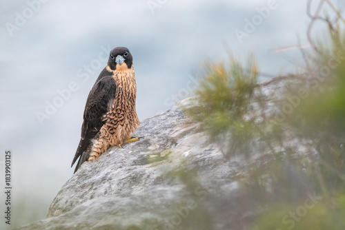 Closeup portrait of a peregrine falcon (Falco peregrinus), Sydney coast, NSW, Australia. Beautiful bird of prey. 
