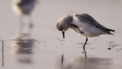 Shorebird young sanderling scratches neck with foot, wet sand at dusk with warm tones and soft waves rolling across shoreline, telephoto slow motion
