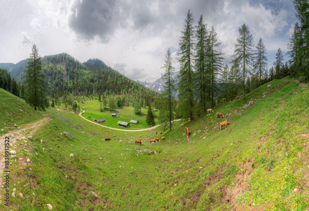 Fototapeta premium Alpine meadow with cows and rustic houses in Berchtesgaden National Park