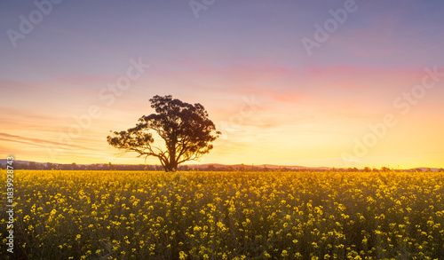 Sunset over canola fields