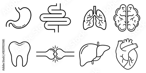 Human Body Organ Line Icons Medical Anatomy Set