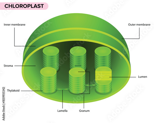 Chloroplast Structure Vector Diagram, hloroplast Structure