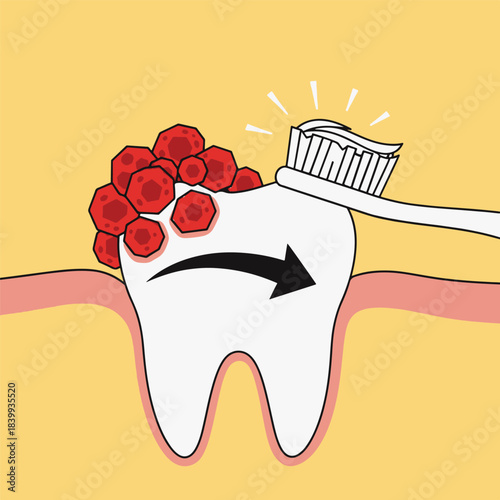 Tooth brushing effectively removes plaque and bacteria, promoting good oral hygiene