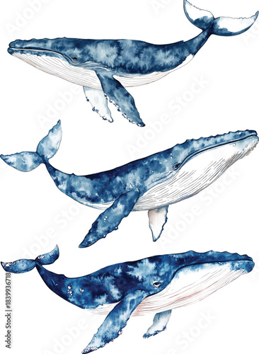 Watercolor blue whale  illustration vector isolated on white background. Hand-painted realistic underwater animal art.
