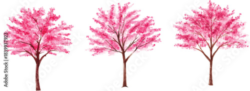 Set of hand drawn watercolor trees illustrations, bushes and flowers isolated on white. Collection of various hand painted plants