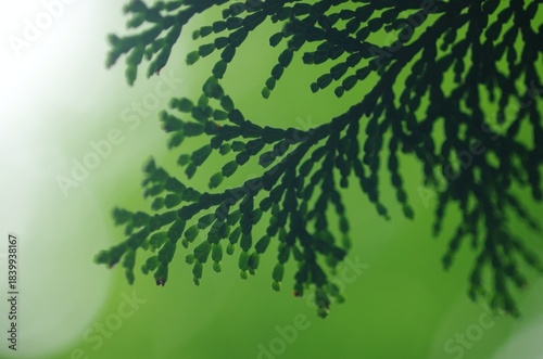 ヒノキの葉のシルエット