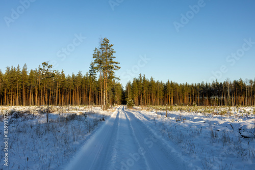 A winter road in a pine forest. A snow-covered forest road.
