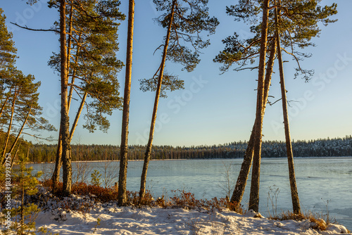Beautiful pine trees on the shore of a winter lake