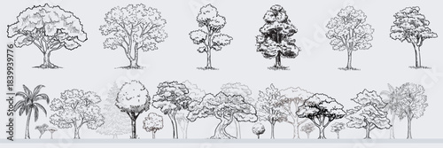 Minimal style cad tree line drawing, Side view, set of graphics trees elements outline symbol for architecture and landscape design drawing. outdoor forest garden section