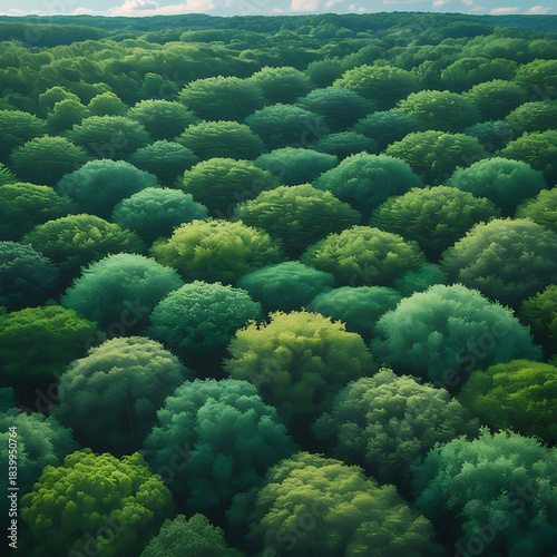 Expansive Forest Landscape with Rows of Round Green Tree Tops trees nature