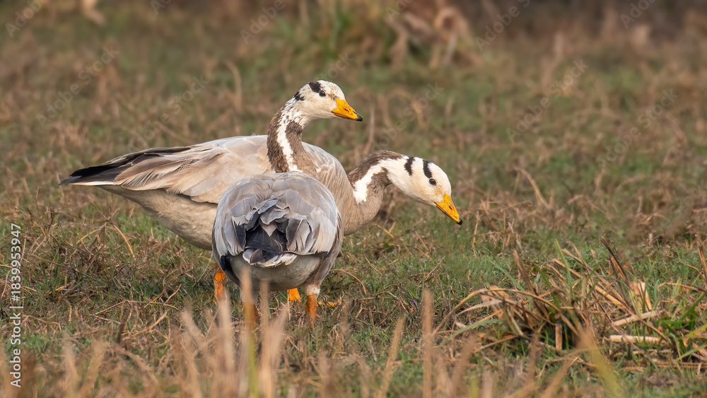 Obraz premium Bar-headed goose (Anser indicus) forageing in an island with a blurred background at Keoladeo National Park, Bharatpur, Rajasthan, India