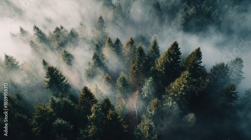 Dramatic sunbeams breaking through foggy evergreen forest for cinematic landscape backgrounds and atmospheric nature visuals
