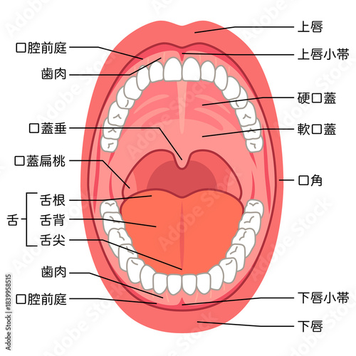 口の中　口腔内の構造