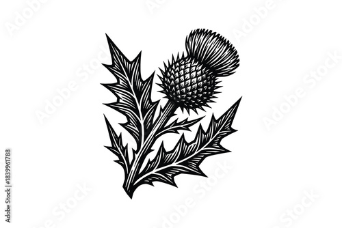 Black and white thistle plant artwork. Outline flower drawing. Traditional scottish element for design.