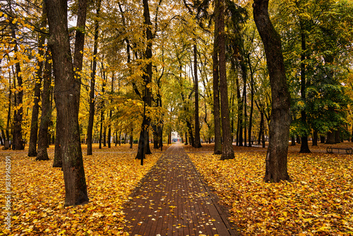 Park alley with bright yellow foliage and paved path on cloudy day. Beautiful autumn landscape, embracing the concept of nature's transformation and a walk in the fresh air. Golden autumn.