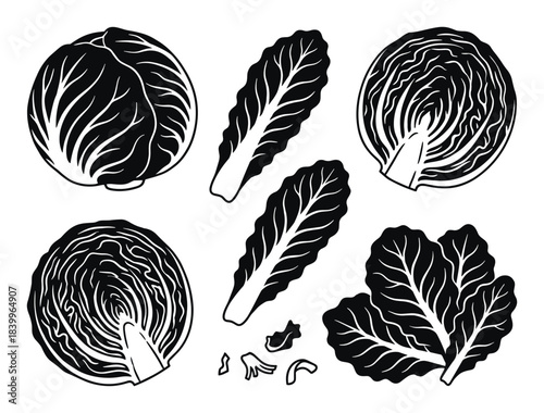 Cabbage and lettuce leaves vector black and white illustration set. whole and cut vegetables healthy greens