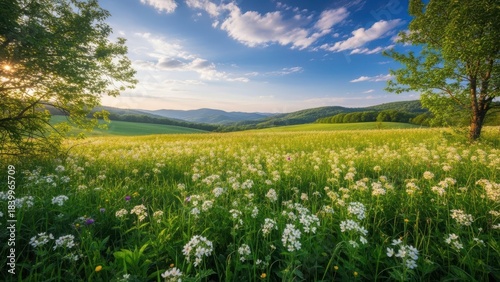 Fototapeta Naklejka Na Ścianę i Meble -  Vibrant green meadow filled with white wildflowers, rolling hills, and bright blue sky at golden hour sunset or sunrise.
