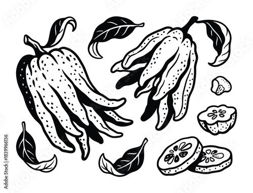 Citrus buddha's hand fruit, whole, sliced, with leaves and sections.