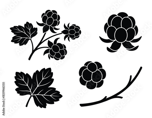 Cloudberry plant illustration, ripe berry clusters, botanical leaves, natural food ingredient