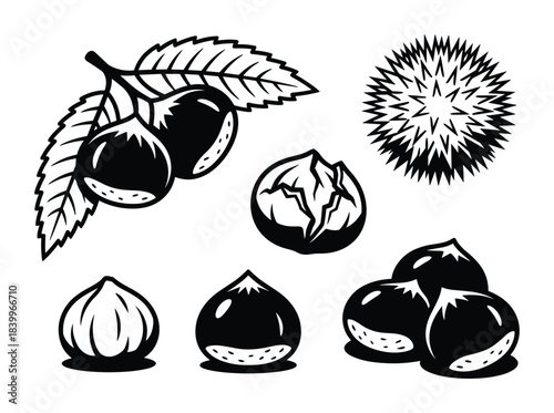 Collection of chestnuts fruits, spiny burr, peeled and unpeeled nuts, autumn forest harvest element