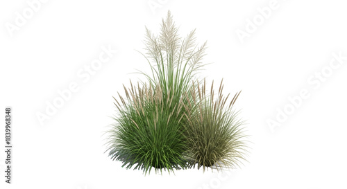 Lush green ornamental grass plant with feathery plumes on transparent background. Ideal for garden landscaping projects, architectural visualization, or nature-themed designs.