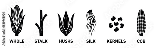 Corn parts set, whole ear, stalk, husks, silk, kernels, and cob. Monochrome maize plant components.