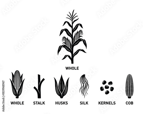 Corn plant with components. Whole corn, stalk, husks, silk, kernels, cob. Monochrome agricultural icon set.