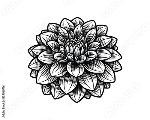 Dahlia flower illustration. Ornate bloom. Detailed petals. Botanical drawing. Decorative floral element.
