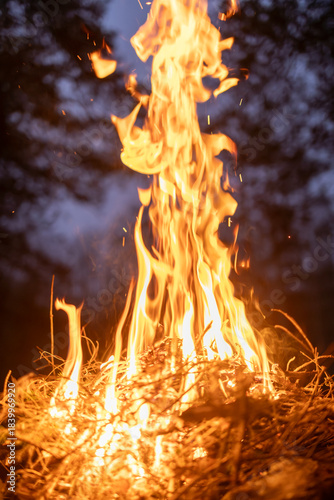 a beautiful bonfire in forest