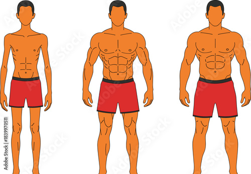 Male body transformation illustration showing progression from slim to muscular physique, highlighting fitness growth, bodybuilding stages, and physical development in a clean vector style