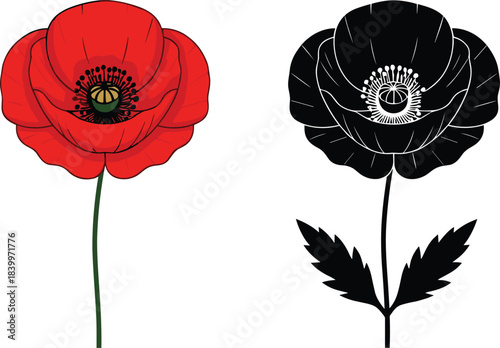 Detailed poppy flower illustration shown in both colored and silhouette styles, perfect for botanical art, floral designs, nature themes, and decorative vector elements