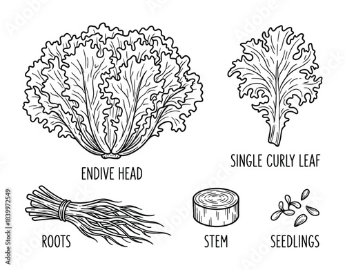 Endive elements showcasing entire head, curly leaves, roots, stem, and seedlings for agricultural content.