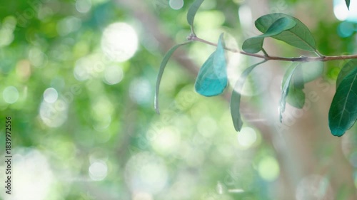 春夏の太陽の暑く強い日差し　木々の葉から差し込むさわやかな木漏れ日の光とキラキラの輝く明るい丸ボケと光芒　アウトドア・季節・夏休み・日焼け・バカンス・旅行・洗濯のイメージ背景