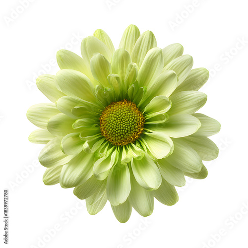 Beautiful Blooming Light Green Daisy Flower on White Background