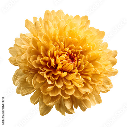 Vibrant Yellow Chrysanthemum Blossom in Full Bloom