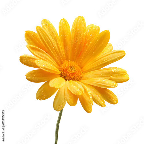 Vibrant Bright Yellow Daisy Blossom Petals Fully Open Floral Background